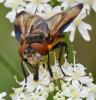 Phasia hemiptera